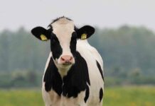Producción de carne bovina crece 1,2% y cabezas rematadas en ferias aumentan 10,8%