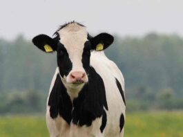 Producción de carne bovina crece 1,2% y cabezas rematadas en ferias aumentan 10,8%