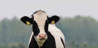 Producción de carne bovina crece 1,2% y cabezas rematadas en ferias aumentan 10,8%