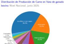 Producción de carne en vara de ganado bovino de la Región del Biobío presentó un incremento interanual de 29,9% en junio de 2025