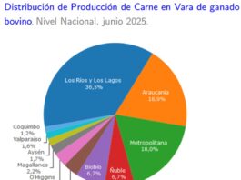 Producción de carne en vara de ganado bovino de la Región del Biobío presentó un incremento interanual de 29,9% en junio de 2025
