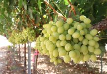 Productores y expertos coinciden: El futuro de la fruticultura está en la diferenciación y la producción orgánica