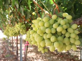 Productores y expertos coinciden: El futuro de la fruticultura está en la diferenciación y la producción orgánica