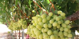 Productores y expertos coinciden: El futuro de la fruticultura está en la diferenciación y la producción orgánica