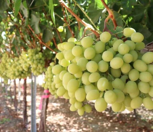 Productores y expertos coinciden: El futuro de la fruticultura está en la diferenciación y la producción orgánica