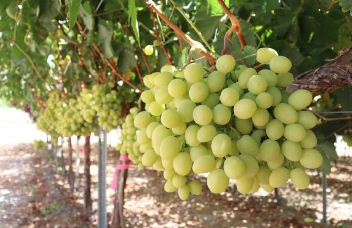 Productores y expertos coinciden: El futuro de la fruticultura está en la diferenciación y la producción orgánica