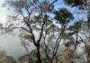 Refugios climáticos: Estos son los lugares clave que podrían salvar la biodiversidad de Chile