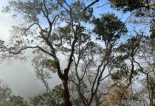 Refugios climáticos: Estos son los lugares clave que podrían salvar la biodiversidad de Chile