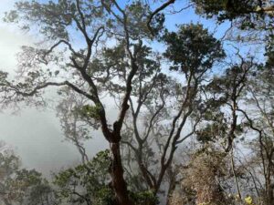 Refugios climáticos: Estos son los lugares clave que podrían salvar la biodiversidad de Chile