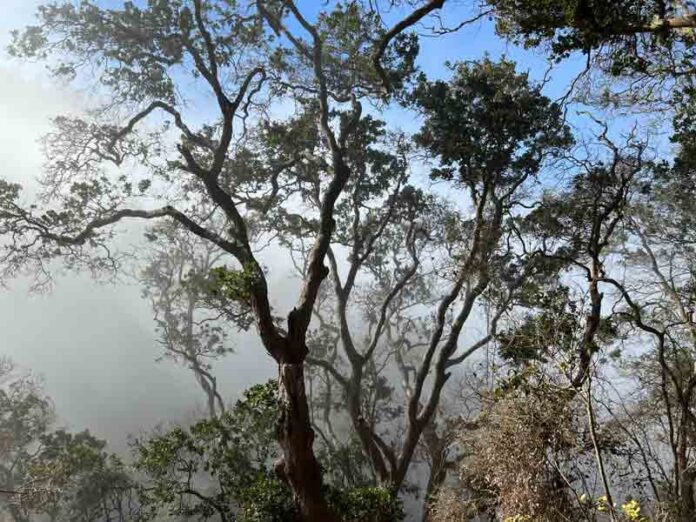 Refugios climáticos: Estos son los lugares clave que podrían salvar la biodiversidad de Chile Refugios climáticos: Estos son los lugares clave que podrían salvar la biodiversidad de Chile