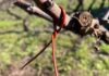 SAG Biobío  comenzó entrega de emisores de confusión sexual predial a productores/as de vid y de arándanos