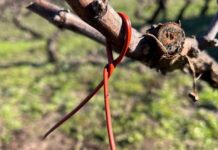 SAG Biobío  comenzó entrega de emisores de confusión sexual predial a productores/as de vid y de arándanos