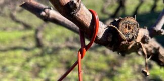 SAG Biobío  comenzó entrega de emisores de confusión sexual predial a productores/as de vid y de arándanos