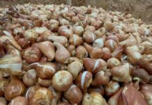 SAG aplaza puesta en marcha de normativa para importación de estructuras vegetativas