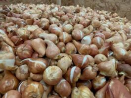 SAG aplaza puesta en marcha de normativa para importación de estructuras vegetativas
