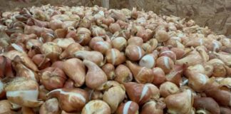 SAG aplaza puesta en marcha de normativa para importación de estructuras vegetativas