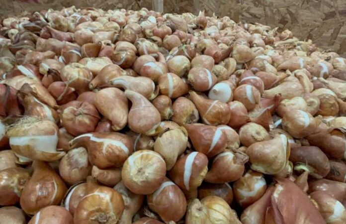 SAG aplaza puesta en marcha de normativa para importación de estructuras vegetativas
