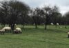 SAG avanza en la verificación sanitaria para reactivar las importaciones de carne ovina desde la Patagonia argentina