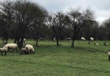 SAG avanza en la verificación sanitaria para reactivar las importaciones de carne ovina desde la Patagonia argentina