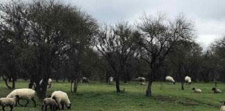 SAG avanza en la verificación sanitaria para reactivar las importaciones de carne ovina desde la Patagonia argentina