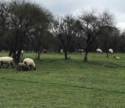 SAG avanza en la verificación sanitaria para reactivar las importaciones de carne ovina desde la Patagonia argentina