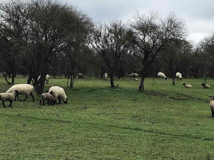 SAG avanza en la verificación sanitaria para reactivar las importaciones de carne ovina desde la Patagonia argentina