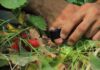 SAG cambia estatus del nematodo que afecta a la frutilla y refuerza medidas de control en viveros