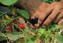 SAG cambia estatus del nematodo que afecta a la frutilla y refuerza medidas de control en viveros
