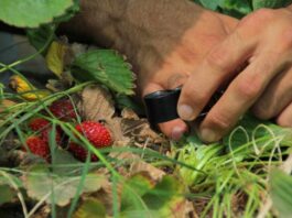 SAG cambia estatus del nematodo que afecta a la frutilla y refuerza medidas de control en viveros