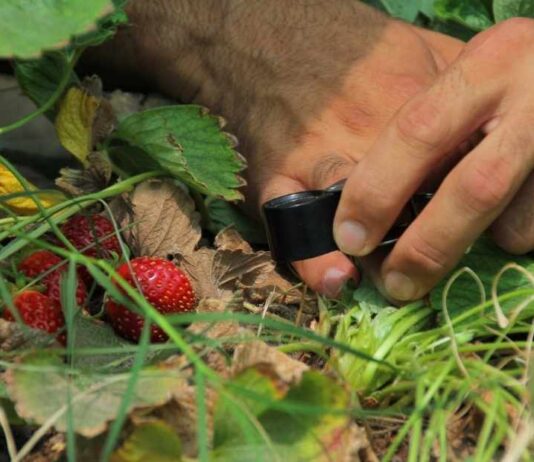 SAG cambia estatus del nematodo que afecta a la frutilla y refuerza medidas de control en viveros