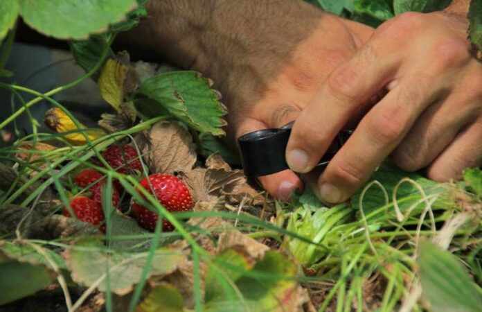 SAG cambia estatus del nematodo que afecta a la frutilla y refuerza medidas de control en viveros