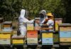 SAG llama a apicultores/as a registrarse en SIPEC Apícola para proteger a las abejas
