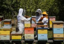 SAG llama a apicultores/as a registrarse en SIPEC Apícola para proteger a las abejas