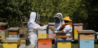 SAG llama a apicultores/as a registrarse en SIPEC Apícola para proteger a las abejas