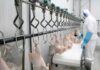 SAG suspende temporalmente importaciones avícolas desde Argentina ante brote de influenza aviar altamente patógena