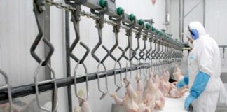 SAG suspende temporalmente importaciones avícolas desde Argentina ante brote de influenza aviar altamente patógena