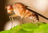 SNA e instituciones trabajan para controlar el alza de focos de mosca de la fruta