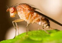 SNA e instituciones trabajan para controlar el alza de focos de mosca de la fruta