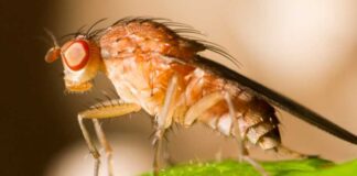 SNA e instituciones trabajan para controlar el alza de focos de mosca de la fruta