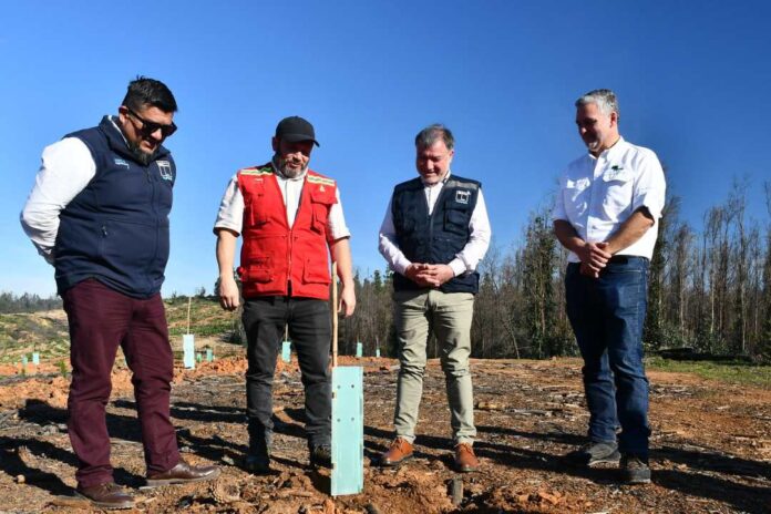 Se plantarán 70.000 árboles nativos Más de 40 % de avance registra reforestación en la Reserva Nacional Lago Peñuelas