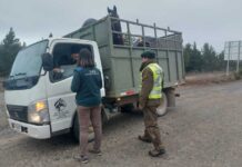 Traslado de animales en Fiestas Patrias:el SAG explica cómo hacerlo correctamente