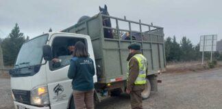 Traslado de animales en Fiestas Patrias:el SAG explica cómo hacerlo correctamente