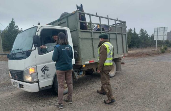 Traslado de animales en Fiestas Patrias:el SAG explica cómo hacerlo correctamente