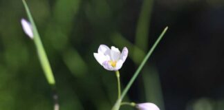 Un tesoro natural de Alhué se abre al público con la “Guía de Campo: Paisajes y Flora de Talamí”