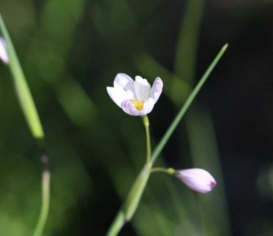 Un tesoro natural de Alhué se abre al público con la “Guía de Campo: Paisajes y Flora de Talamí”