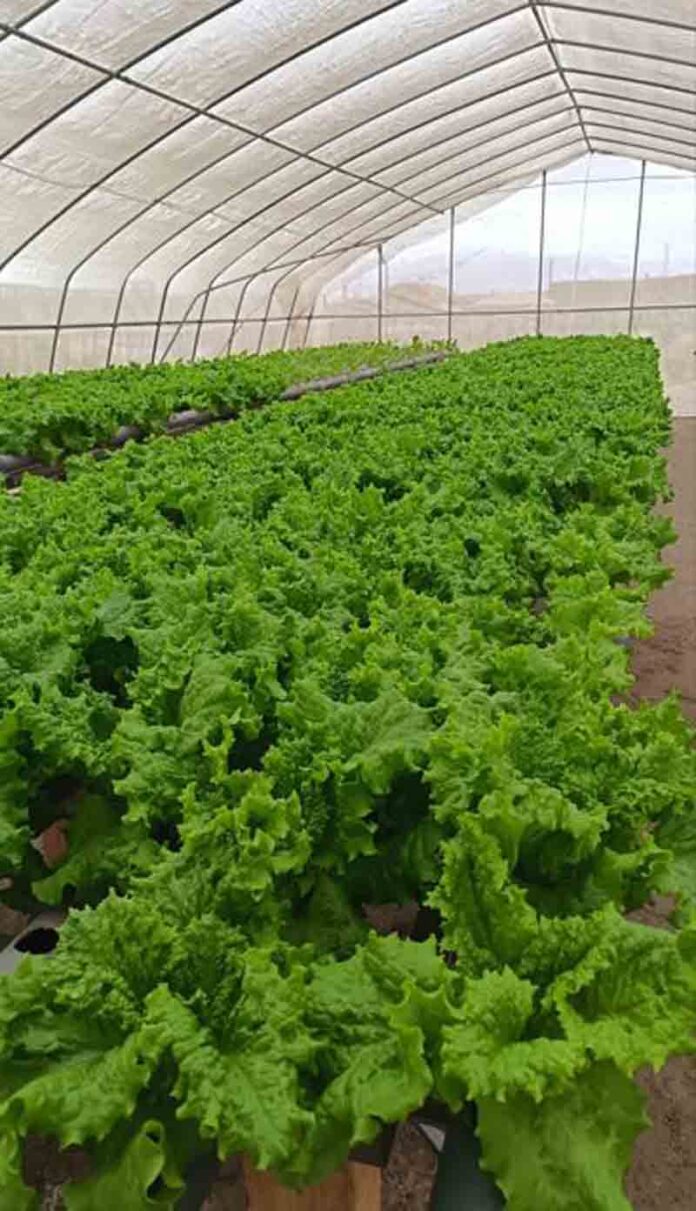 Agricultores de Mejillones buscan diversificar negocio y ser centro de distribución local
