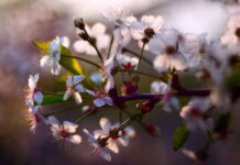 Investigación: Modelo híbrido para anticipar la floración de cerezos, con evidencia desde Japón, Corea y Suiza