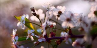 Investigación: Modelo híbrido para anticipar la floración de cerezos, con evidencia desde Japón, Corea y Suiza