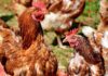 SAG autoriza nuevamente ingreso de productos avícolas brasileños a Chile