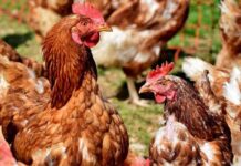 SAG autoriza nuevamente ingreso de productos avícolas brasileños a Chile
